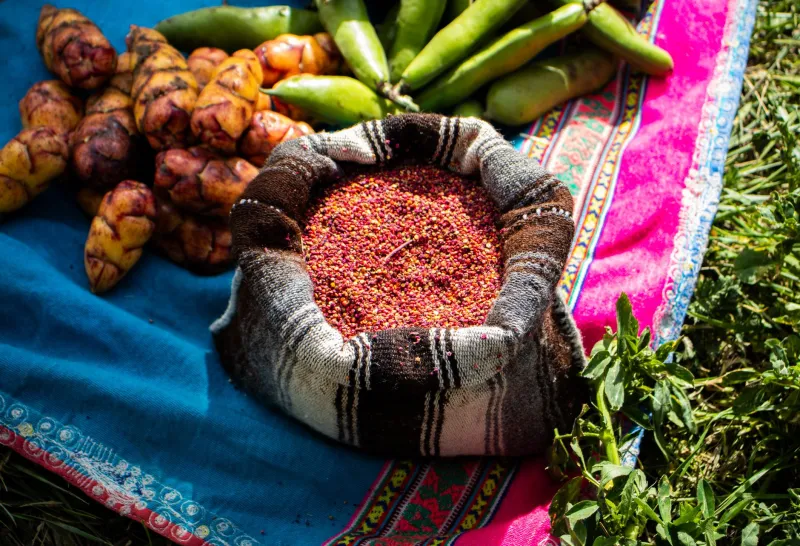 Do altiplano andino para a sua mesa: a quinoa boliviana e o poder de comprar direto de quem planta